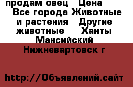  продам овец › Цена ­ 100 - Все города Животные и растения » Другие животные   . Ханты-Мансийский,Нижневартовск г.